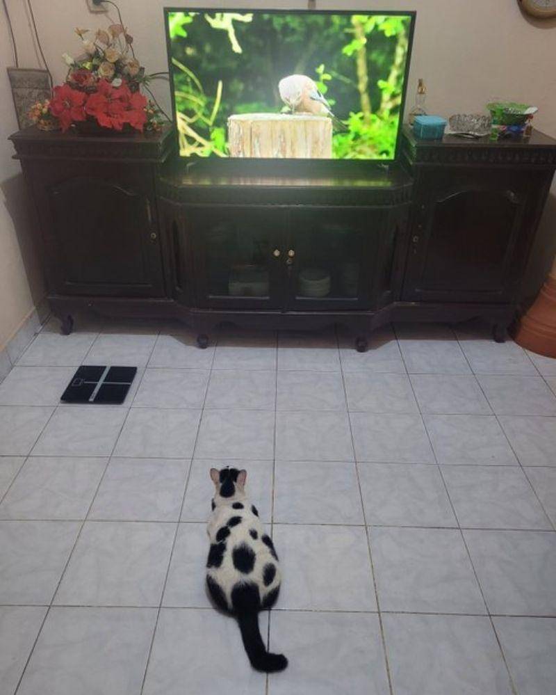 Twitter.com/KochengFess v2